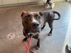 Shelter Stray Male Dog last seen NUMBER 2 RD/CR 48 YALAHA, 12280 County Rd 448, Tavares, FL 32778, USA