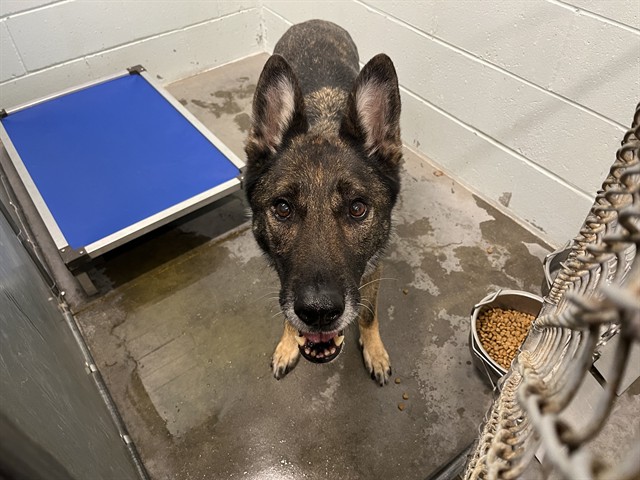 Shelter Stray Male Dog last seen LAWS RD CLERMONT, 12280 County Rd 448, Tavares, FL 32778, USA