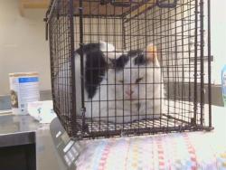 Shelter Stray Unknown Cat last seen , 3839 Bradshaw Rd, Sacramento, CA 95827, USA