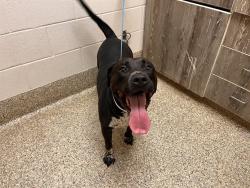Shelter Stray Female Dog last seen Near BLOCK TUTT BLVD, COLORADO SPRINGS, CO 80923, 610 Abbot Ln, Colorado Springs, CO 80905, USA