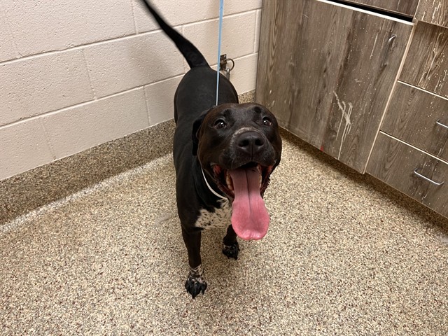 Shelter Stray Female Dog last seen Near BLOCK TUTT BLVD, COLORADO SPRINGS, CO 80923, 610 Abbot Ln, Colorado Springs, CO 80905, USA