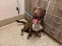 Shelter Stray Female Dog last seen Near BLOCK TUTT BLVD, COLORADO SPRINGS, CO 80923, 610 Abbot Ln, Colorado Springs, CO 80905, USA