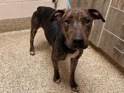 Shelter Stray Female Dog last seen Near BLOCK TUTT BLVD, COLORADO SPRINGS, CO 80923, 610 Abbot Ln, Colorado Springs, CO 80905, USA