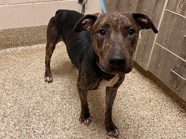 Shelter Stray Female Dog last seen Near BLOCK TUTT BLVD, COLORADO SPRINGS, CO 80923, 610 Abbot Ln, Colorado Springs, CO 80905, USA