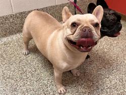 Shelter Stray Female Dog last seen Near BLOCK HOLLYRIDGE DR, COLORADO SPRINGS CO 80916, 610 Abbot Ln, Colorado Springs, CO 80905, USA