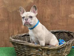 Shelter Stray Female Dog last seen , 3201 Lacy St, Los Angeles, CA 90031, USA