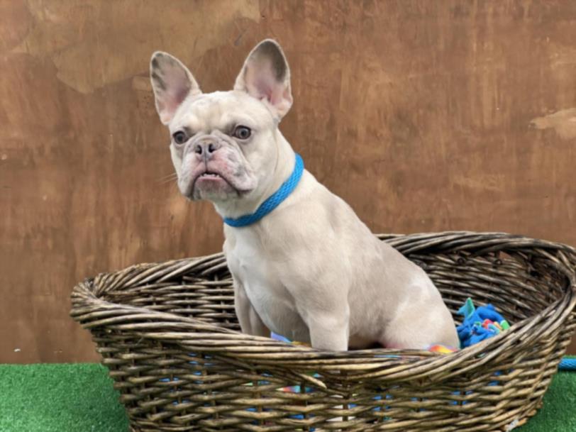 Shelter Stray Female Dog last seen , 3201 Lacy St, Los Angeles, CA 90031, USA