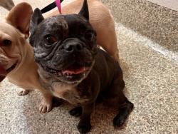 Shelter Stray Male Dog last seen Near BLOCK HOLLYRIDGE DR, COLORADO SPRINGS CO 80916, 610 Abbot Ln, Colorado Springs, CO 80905, USA