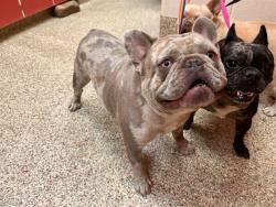 Shelter Stray Unknown Dog last seen Near BLOCK HOLLYRIDGE DR, COLORADO SPRINGS CO 80916, 610 Abbot Ln, Colorado Springs, CO 80905, USA