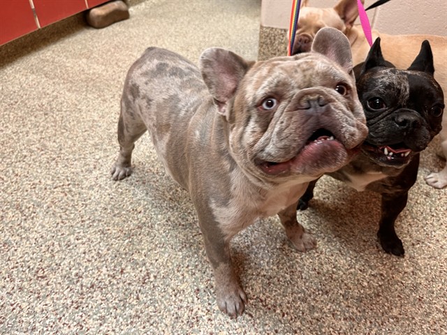 Shelter Stray Unknown Dog last seen Near BLOCK HOLLYRIDGE DR, COLORADO SPRINGS CO 80916, 610 Abbot Ln, Colorado Springs, CO 80905, USA