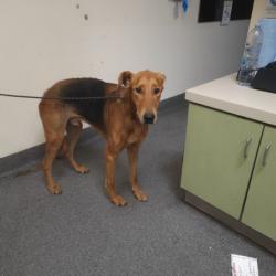 Shelter Stray Male Dog last seen , 3201 Lacy St, Los Angeles, CA 90031, USA