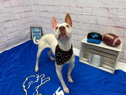 Shelter Stray Female Dog last seen Near BLOCK LONGACRE ST, DETROIT, MI 48228, 7401 Chrysler Dr, Detroit, MI 48211, USA
