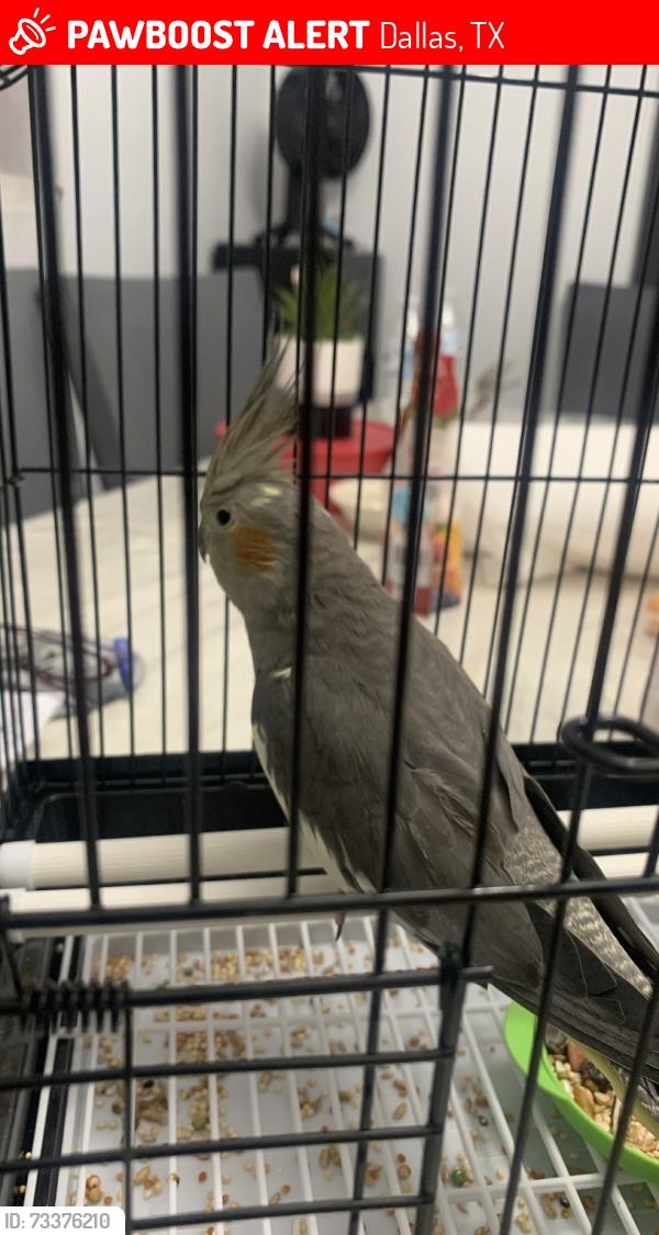 Lost Female Bird last seen Danieldale Park, Dallas, TX 75232
