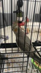 Lost Female Bird last seen Danieldale Park, Dallas, TX 75232