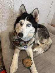 Lost Female Dog last seen Bryte, West Sacramento, CA 95605