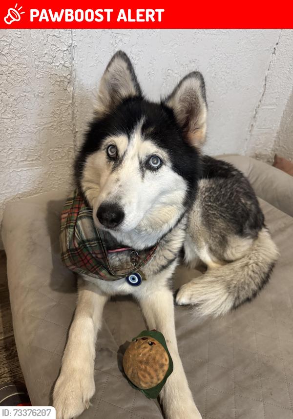 Lost Female Dog last seen Bryte, West Sacramento, CA 95605
