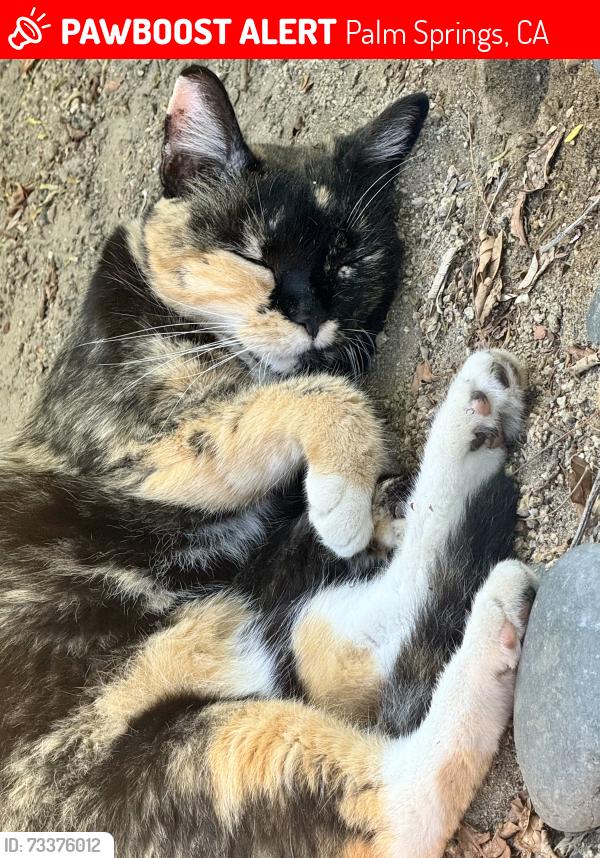 Lost Female Cat last seen Ramon and El Segundo, Palm Springs, CA 92264