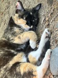 Lost Female Cat last seen Ramon and El Segundo, Palm Springs, CA 92264