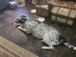 Found/Stray Male Dog last seen Jenks High School, Jenks, OK 74037