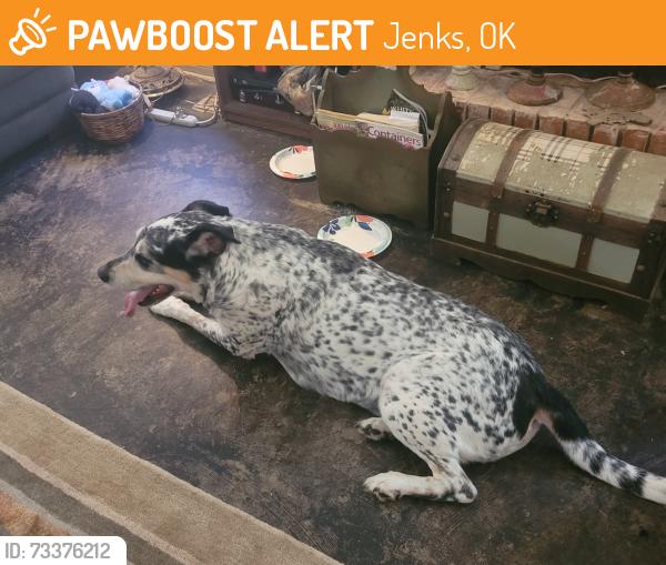 Found/Stray Male Dog last seen Jenks High School, Jenks, OK 74037