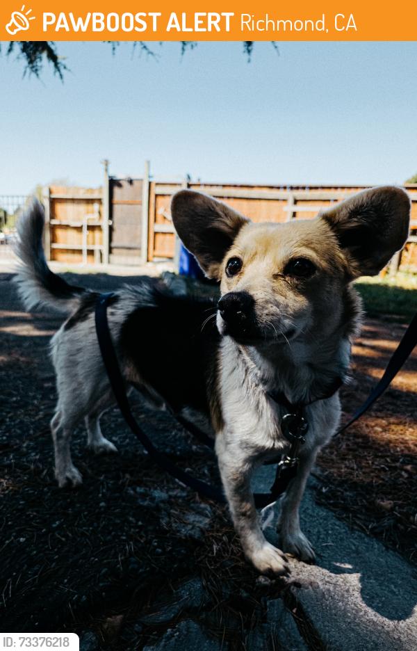 Found/Stray Male Dog last seen N/a, Richmond, CA 94808