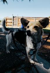 Found/Stray Male Dog last seen N/a, Richmond, CA 94808