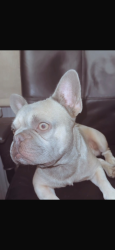 Lost Male Dog last seen Near nw 34th st 33125, Miami, FL 33125