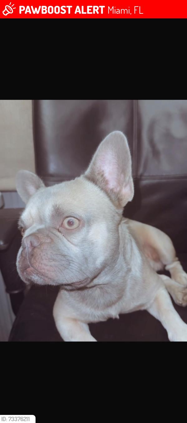 Lost Male Dog last seen Near nw 34th st 33125, Miami, FL 33125