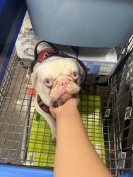 Lost Male Dog last seen 164th Anderson, The Bronx, NY 10452