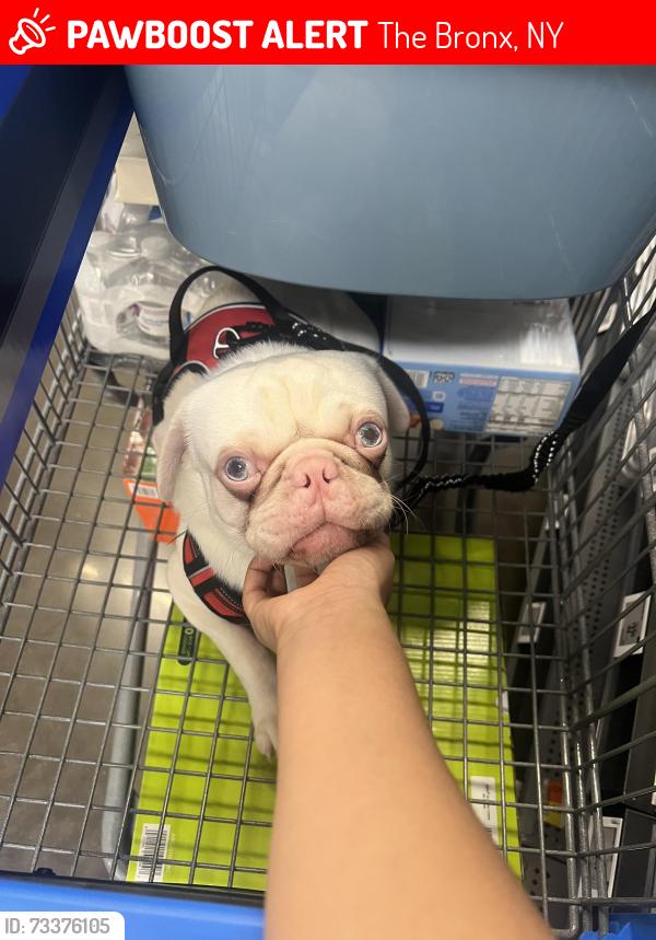 Lost Male Dog last seen 164th Anderson, The Bronx, NY 10452