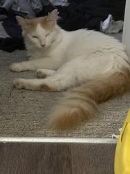 Found/Stray Unknown Cat last seen Regions hosp Robert’s Parking Ramp, Saint Paul, MN 55101