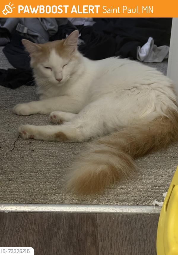 Found/Stray Unknown Cat last seen Regions hosp Robert’s Parking Ramp, Saint Paul, MN 55101