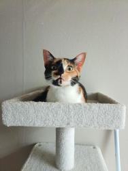 Lost Female Cat last seen Washington Rd, East Point, GA 30344