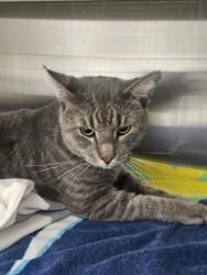 Shelter Stray Male Cat last seen Druid Park Lake Dr & Linden Ave, 21217, MD, 2490 Giles Rd, Baltimore, MD 21225, USA
