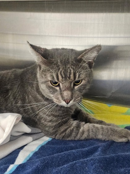 Shelter Stray Male Cat last seen Druid Park Lake Dr & Linden Ave, 21217, MD, 2490 Giles Rd, Baltimore, MD 21225, USA