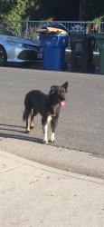 Found/Stray Female Dog last seen McKinley & 103rd place, Los Angeles, CA 90002