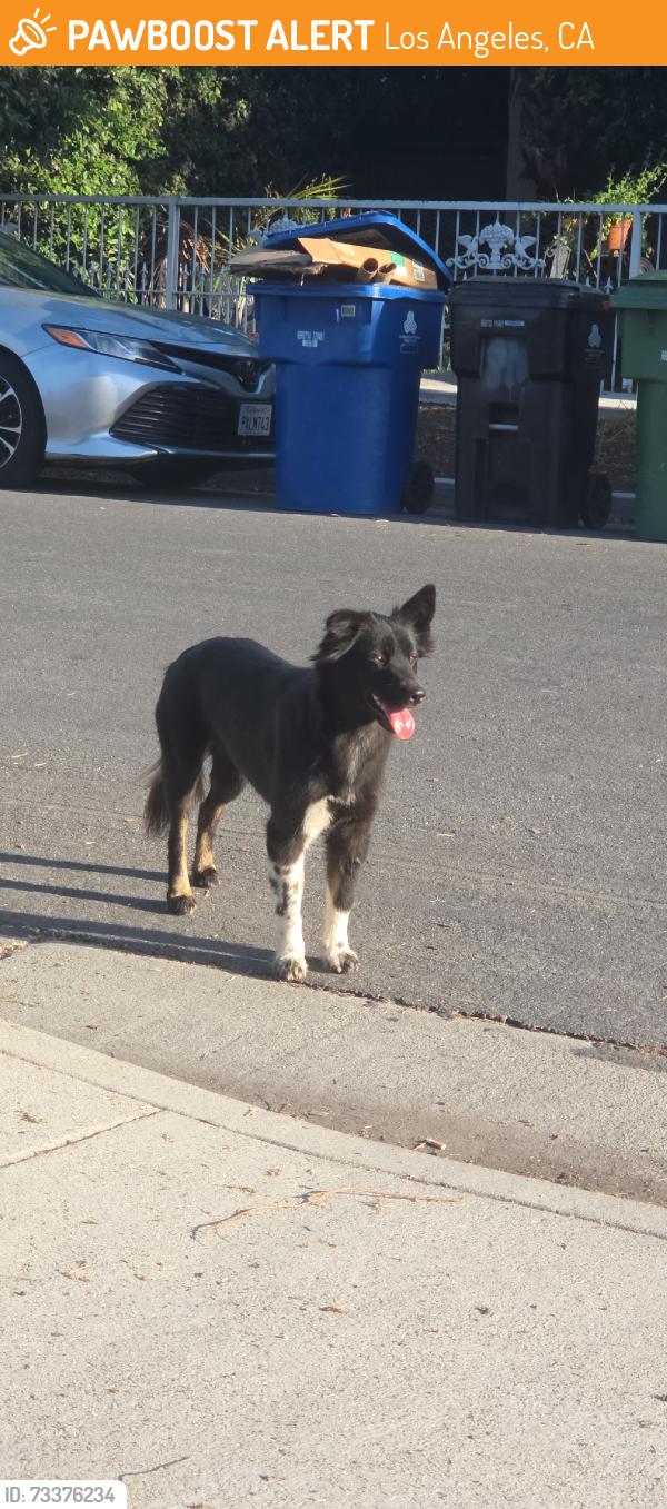 Found/Stray Female Dog last seen McKinley & 103rd place, Los Angeles, CA 90002