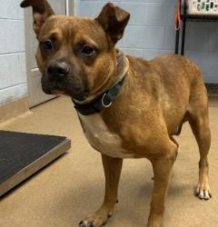 Shelter Stray Male Dog last seen Near McKenzie Drive, 30032, GA, 3280 Chamblee Dunwoody Rd, Chamblee, GA 30341, USA