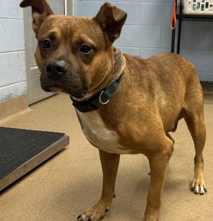 Shelter Stray Male Dog last seen Near McKenzie Drive, 30032, GA, 3280 Chamblee Dunwoody Rd, Chamblee, GA 30341, USA