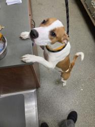 Shelter Stray Female Dog last seen Jimm grimm park, Hamilton, OH, 1820 Princeton Rd, Hamilton, OH 45011, USA