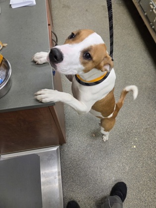 Shelter Stray Female Dog last seen Jimm grimm park, Hamilton, OH, 1820 Princeton Rd, Hamilton, OH 45011, USA