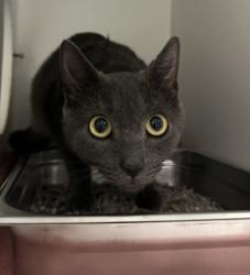 Shelter Stray Female Cat last seen Fairfax,VA, 22033, Plaza Ln & Lee Highway, Fairfax County, VA, 4500 West Ox Rd, Fairfax, VA 22030, USA