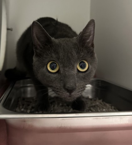 Shelter Stray Female Cat last seen Fairfax,VA, 22033, Plaza Ln & Lee Highway, Fairfax County, VA, 4500 West Ox Rd, Fairfax, VA 22030, USA