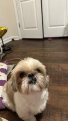 Lost Male Dog last seen Spring Hope, Nash County, NC 27882