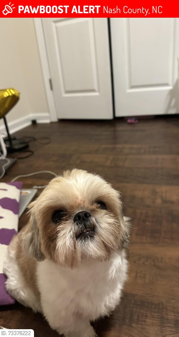 Lost Male Dog last seen Spring Hope, Nash County, NC 27882