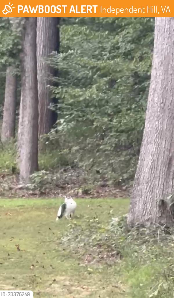 Found/Stray Unknown Cat last seen Minnieville, Independent Hill, VA 20112