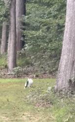 Found/Stray Unknown Cat last seen Minnieville, Independent Hill, VA 20112