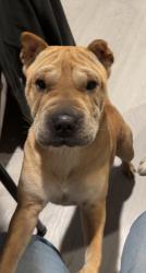 Reunited Female Dog last seen Heritage lane and exposition blvd, Sacramento, CA 95815