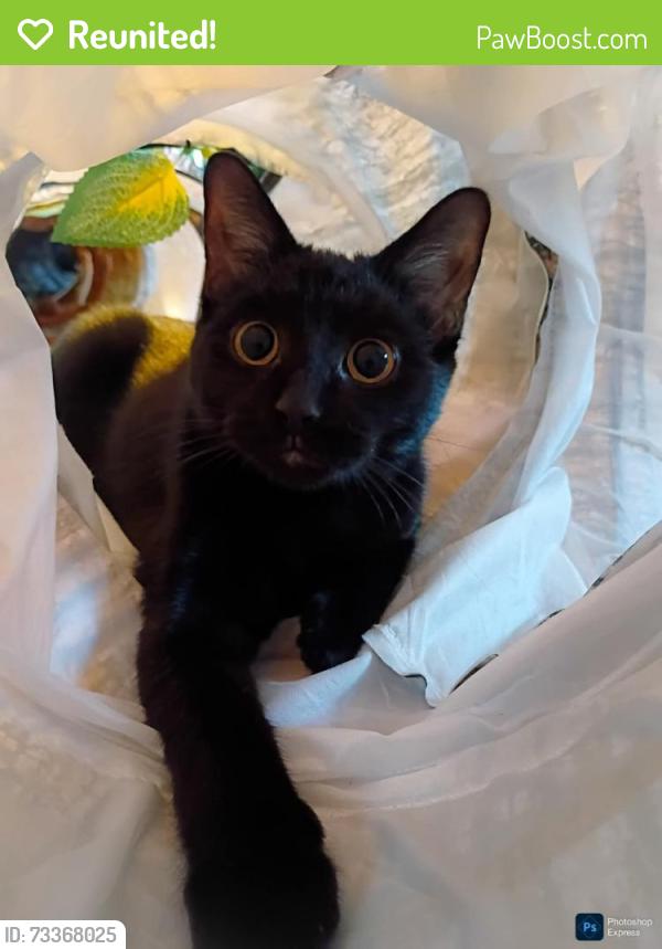 Reunited Female Cat last seen Belle River Rd & Puttygut, China Township, MI 48054