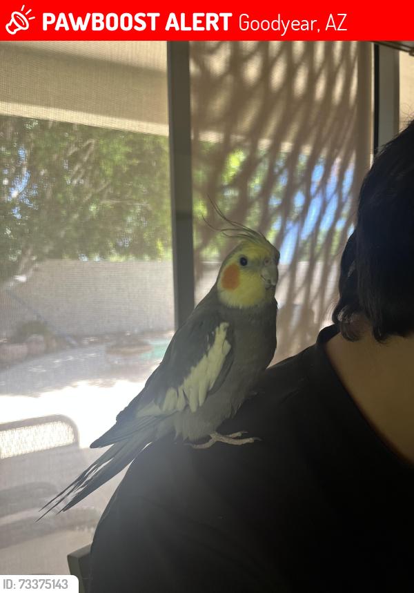 Lost Male Bird last seen Litchfield Road & Wigwam Road, Goodyear, AZ 85395